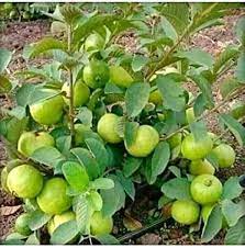 Taiwan Pink Guava Plant Manufacturer & Supplier in India